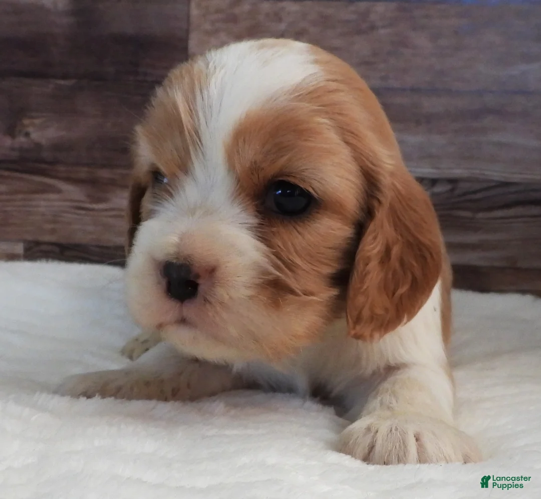 Mixed Breed dogs for sale: Cockalier #1 Female - Ad 2