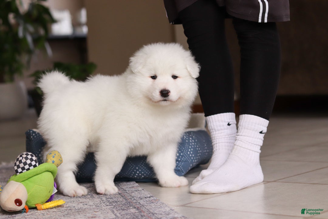 Samoyed dogs for sale: Hank - Ad 13