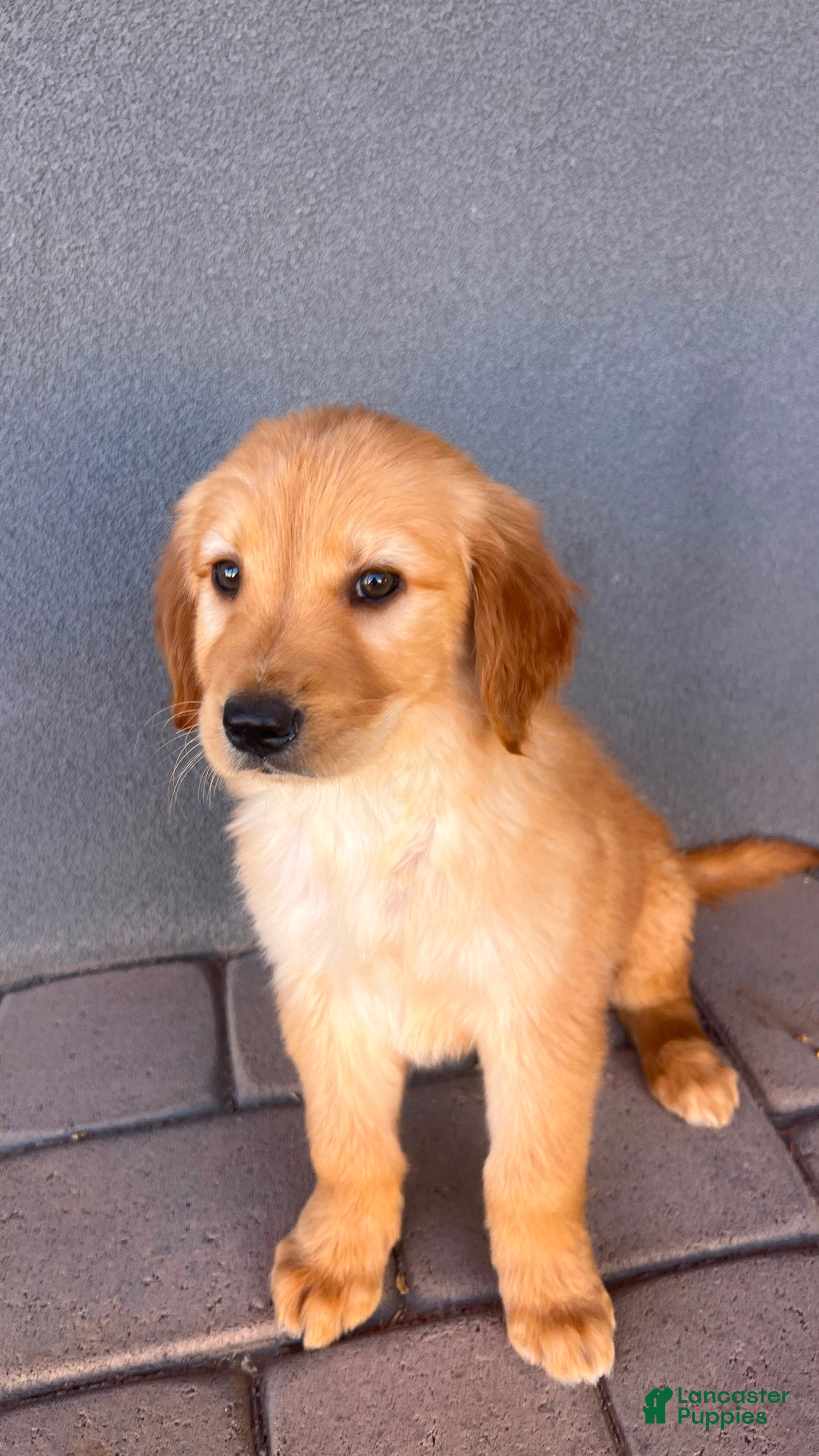 Golden Retriever dogs for sale: Golden Retriever 2 - Ad 1