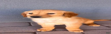 Golden Retriever 2