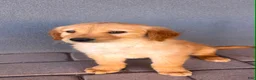 Golden Retriever dogs for sale: Golden Retriever 2 - Ad 1