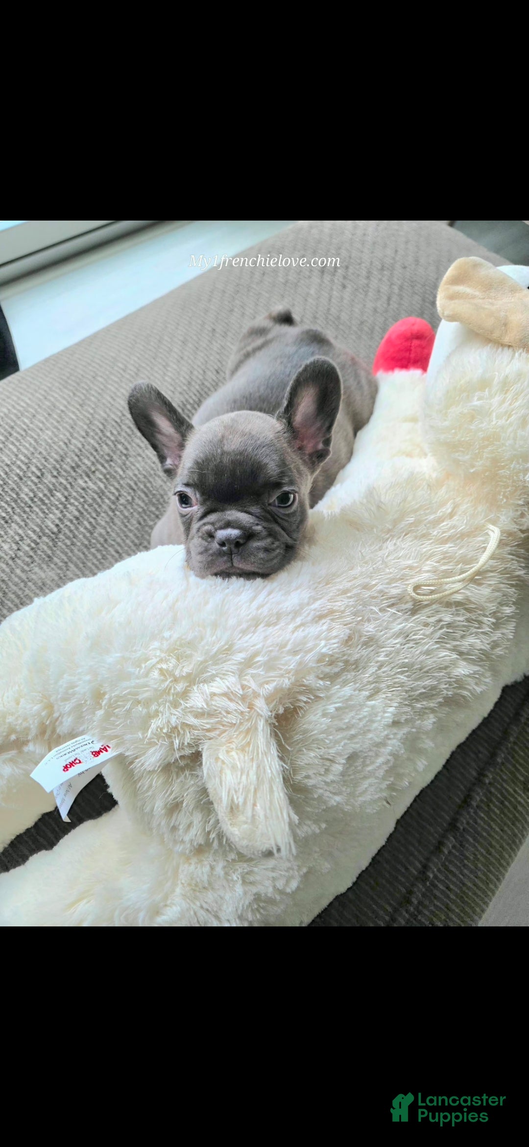 French Bulldog dogs Swiss Miss - Ad 1