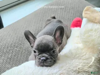 French Bulldog dogs for sale: Swiss Miss - Ad 4