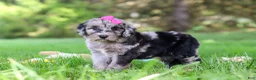 Sheepadoodle dogs for sale: Mimi - Ad 4