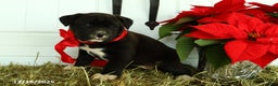 Mixed Breed dogs for sale: Trixie - Ad 3