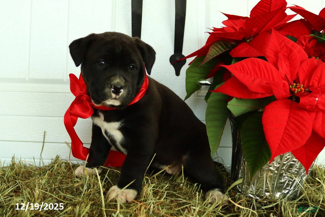 Mixed Breed dogs for sale: Trixie - Ad 3