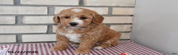 Bichpoo dogs for sale: Candy - Ad 1
