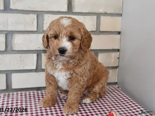 Bichpoo dogs Candy - Ad 38