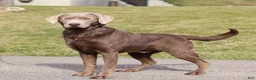 Labrador Retriever dogs for sale: DOLLY - Ad 7