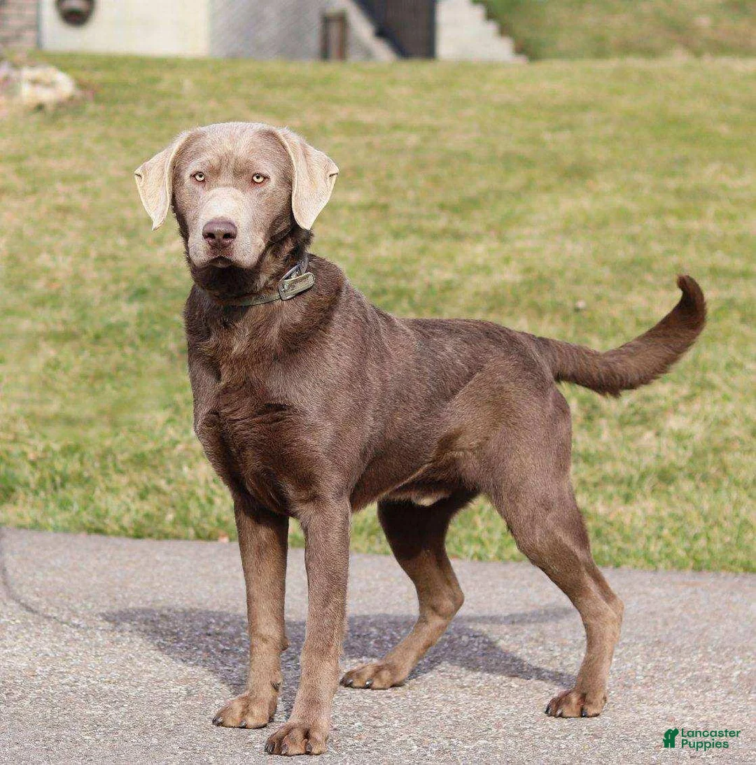Labrador Retriever dogs for sale: DOLLY - Ad 7