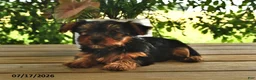 Yorkshire Terrier dogs for sale: Buttercup - Ad 4