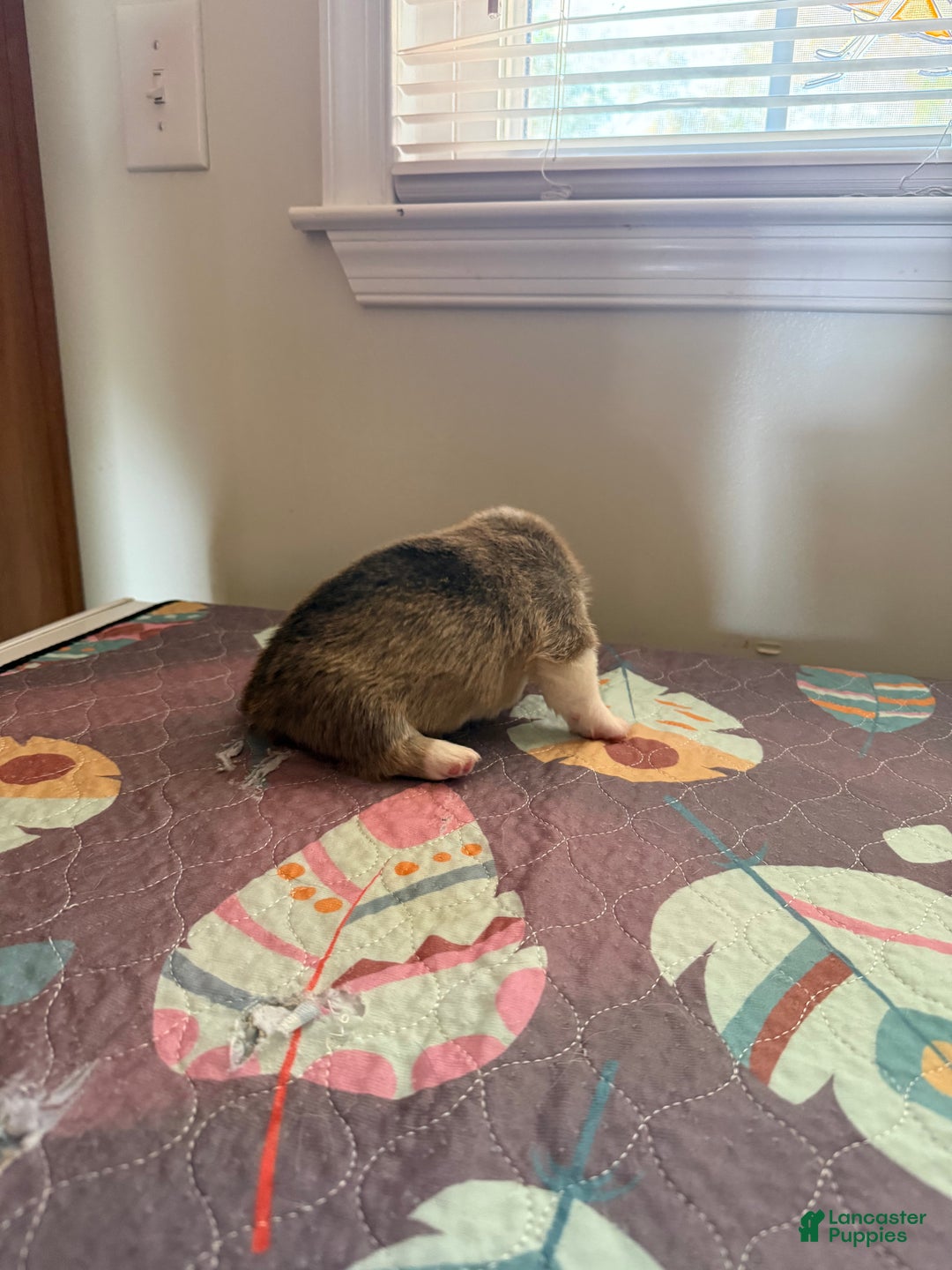 Welsh Corgi Pembroke dogs for sale: Mikey - Ad 4