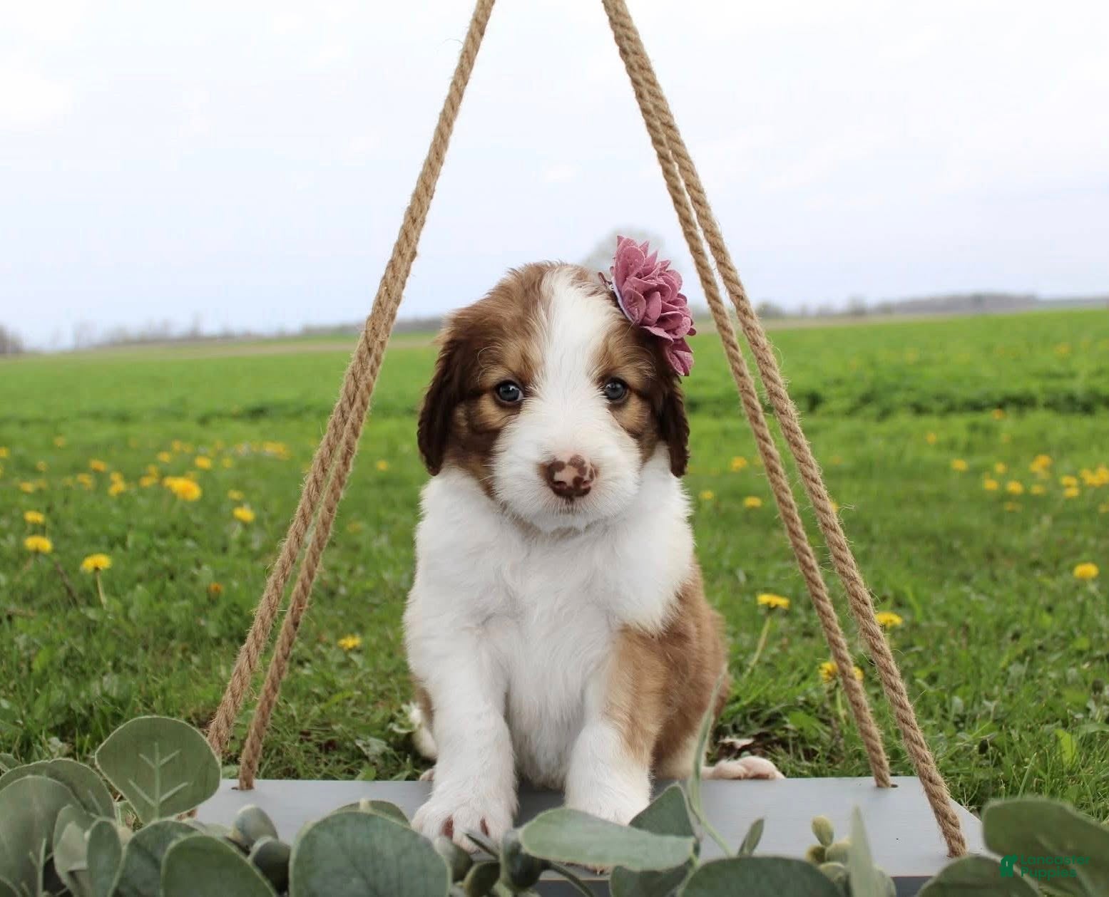 Bordoodle dogs Luna - Ad 7