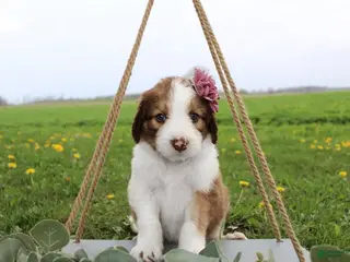 Bordoodle dogs Luna - Ad 22