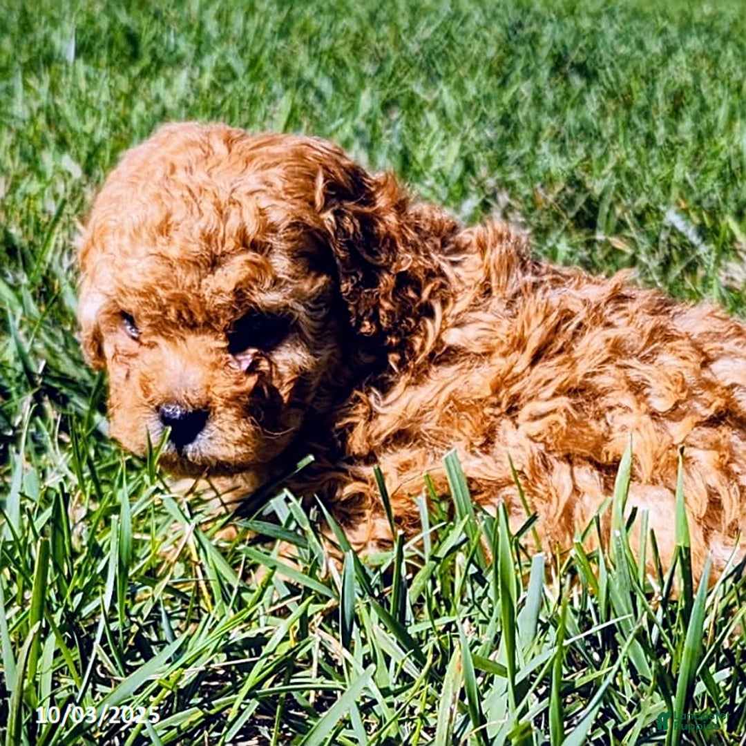 Cavapoo dogs for sale: Jake - Ad 24