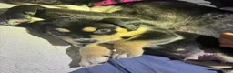 American Pit Bull Terrier dogs for sale: American Pit Bull Terrier 5 - Ad 19