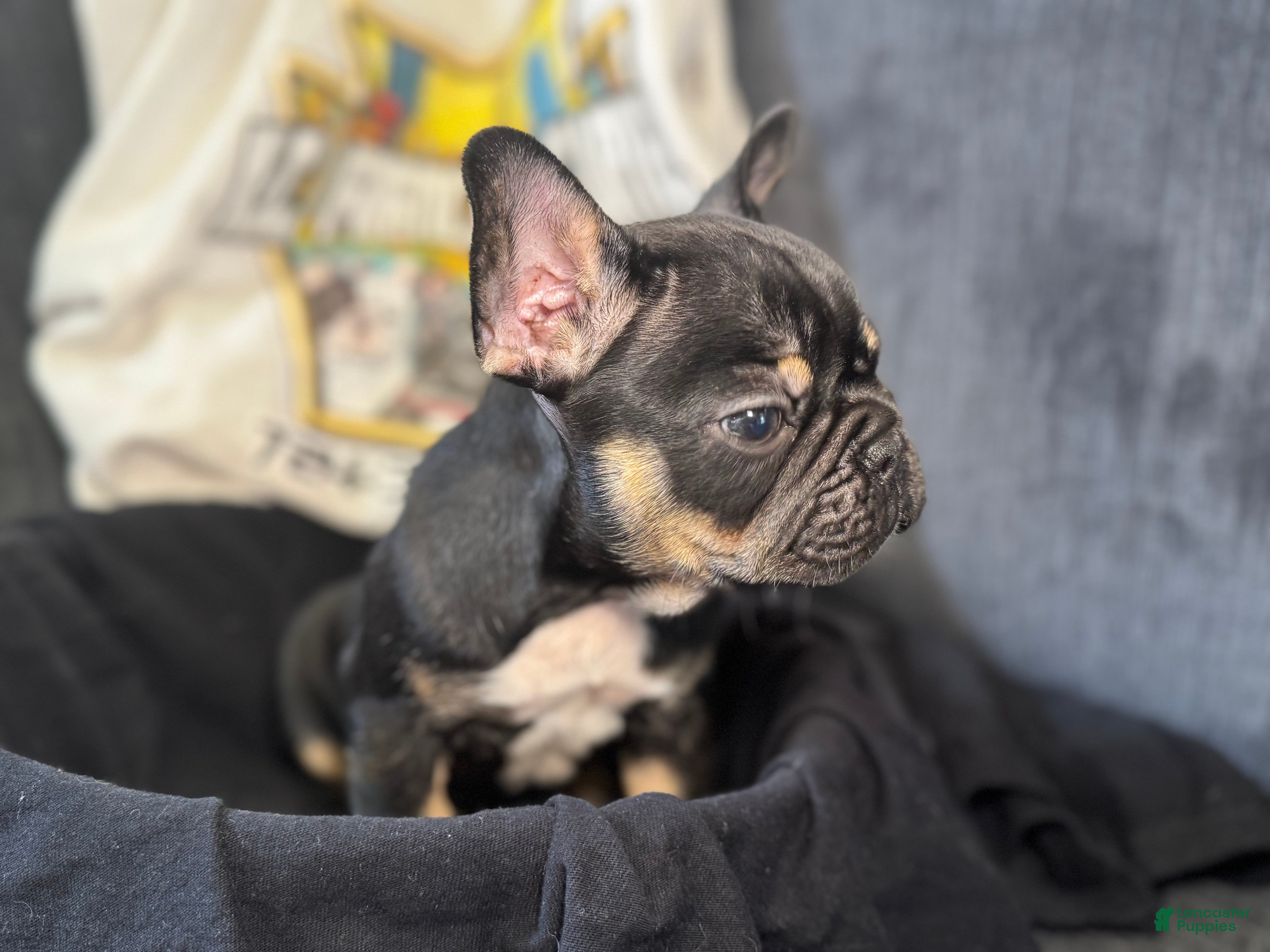 French Bulldog dogs Jumanji  - Ad 2