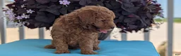 Toy Poodle dogs for sale: Tommy - Ad 4