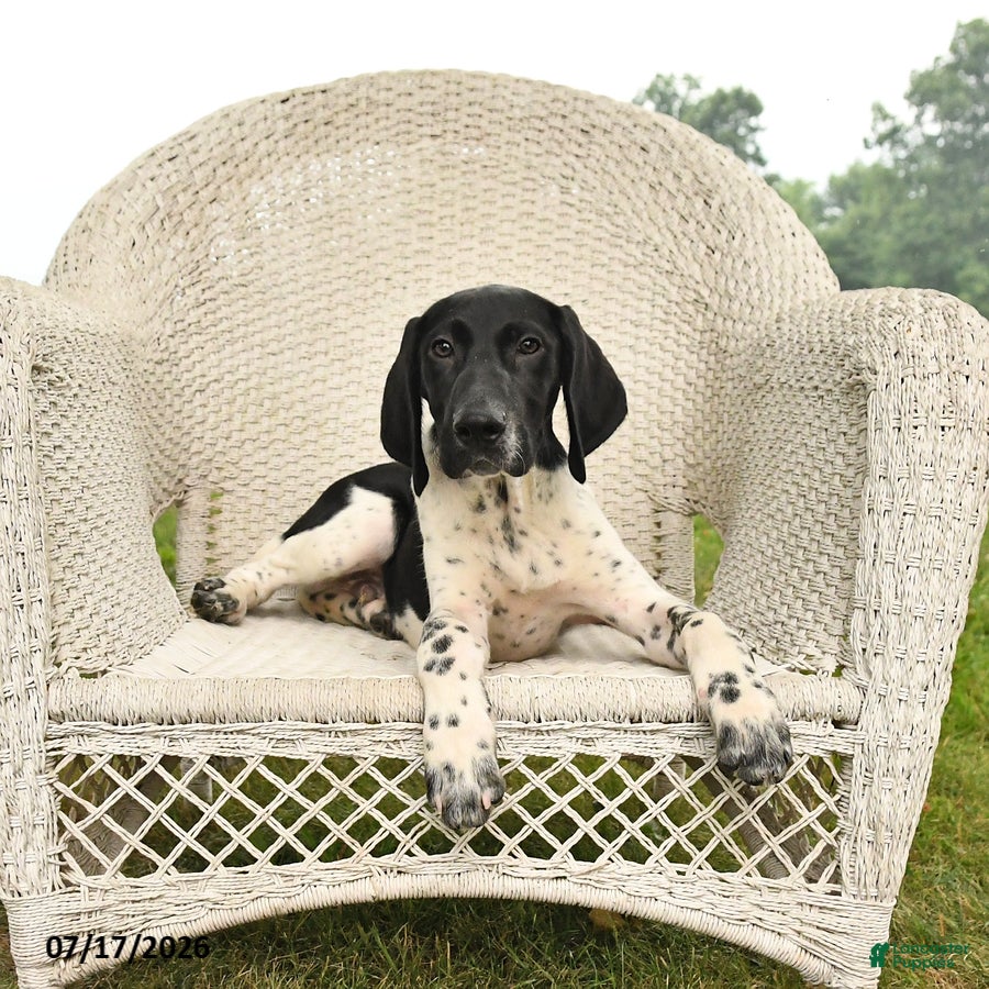 German Shorthaired Pointer dogs Gus - Ad 2