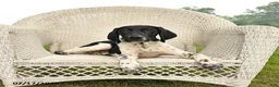 German Shorthaired Pointer dogs for sale: Gus - Ad 2