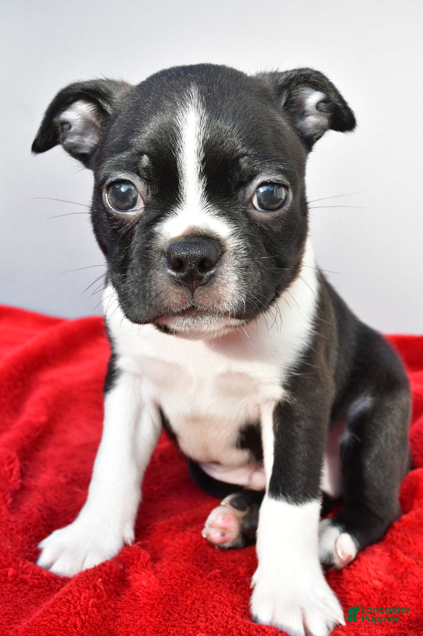 Boston Terrier dogs Myles - Ad 2