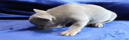 French Bulldog dogs for sale: Blue_M_2026 - Ad 4