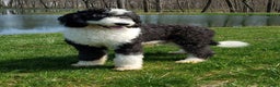 Mini Sheepadoodle dogs for sale: Winterfell - Ad 5