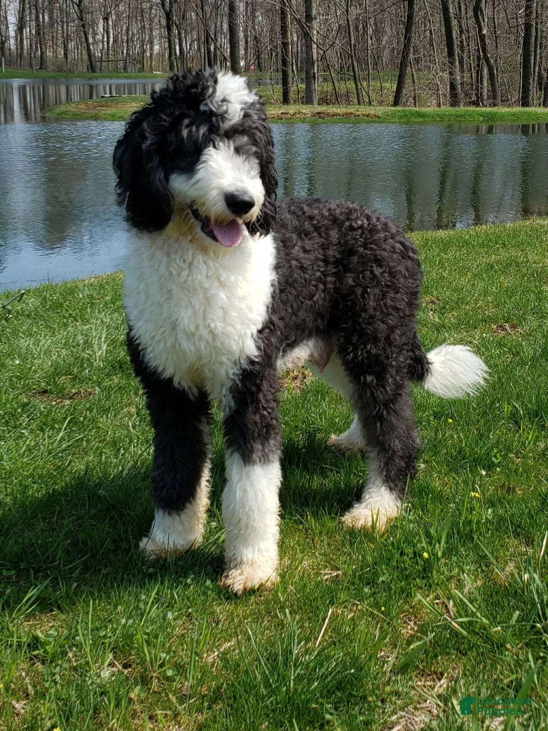 Mini Sheepadoodle dogs for sale: Kringle - Ad 6