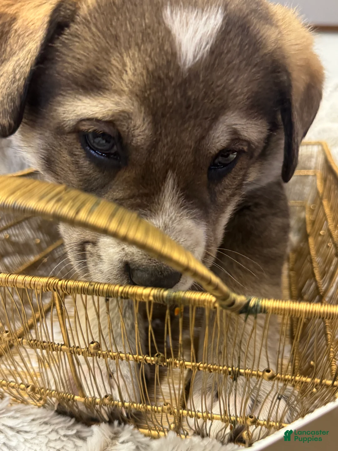 Mixed Breed dogs for sale: Sweetheart - Ad 3