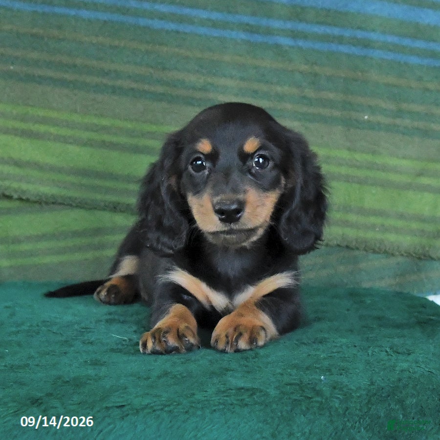 Miniature Dachshund dogs Roxie - Ad 1