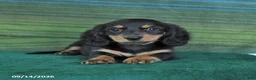 Miniature Dachshund dogs for sale: Roxie - Ad 1