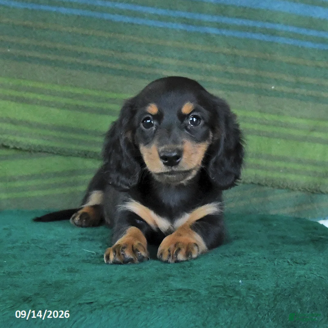Miniature Dachshund dogs for sale: Roxie - Ad 1