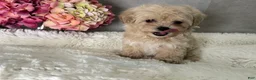 Maltipoo dogs for sale: Mars - Ad 3