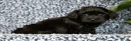 Havapoo dogs for sale: Tommy - Ad 3