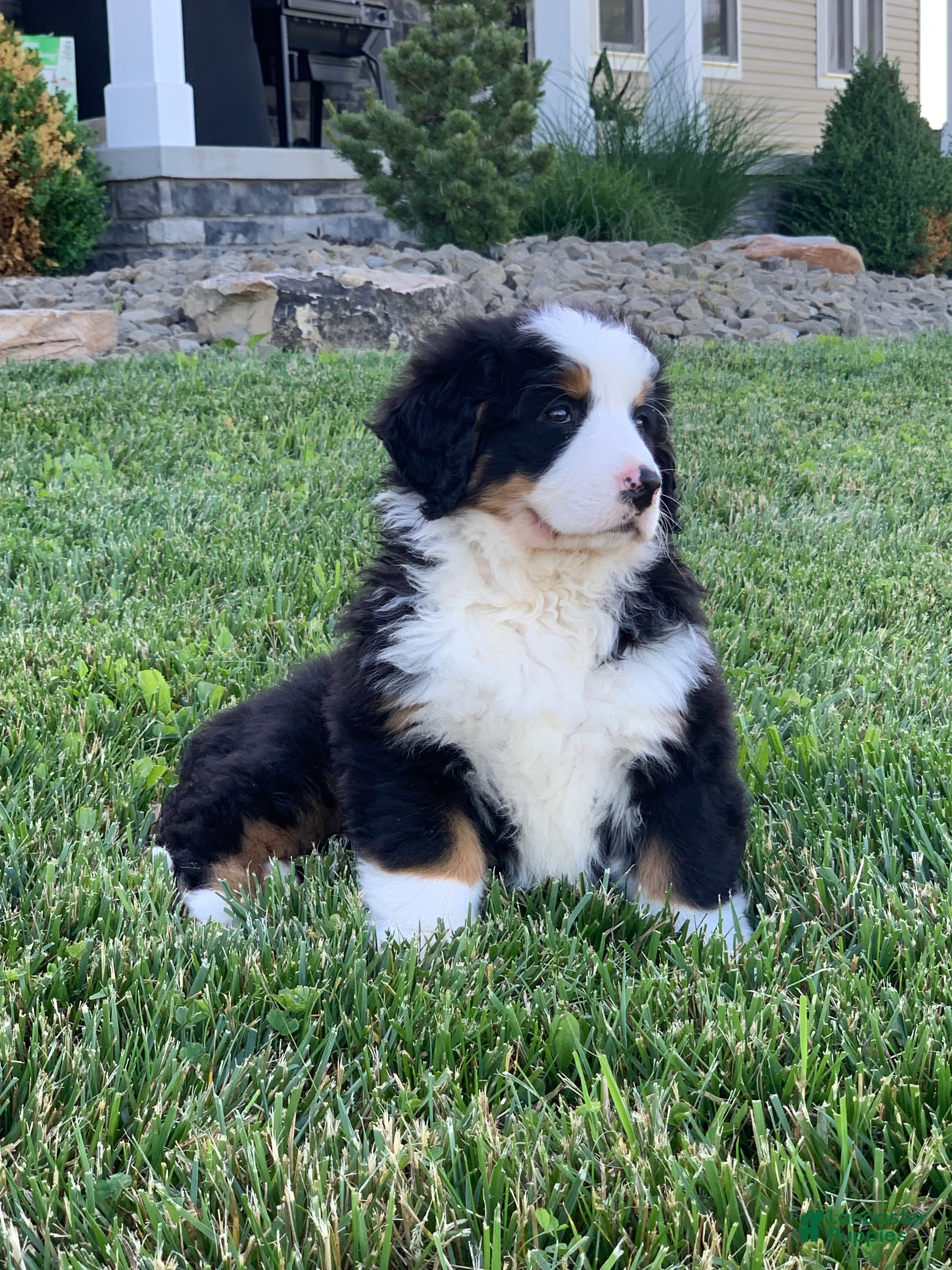 Bernese Mountain Dog dogs Alaska  - Ad 1