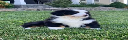 Bernese Mountain Dog dogs for sale: Alaska  - Ad 7