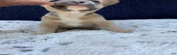 French Bulldog dogs for sale: French Bulldog 1 - Ad 4