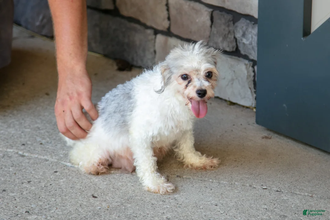 Havapoo dogs for sale: Travis - Ad 4