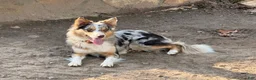 Border Collie dogs for sale: Buttercup - Ad 7