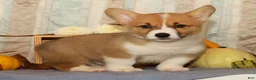Welsh Corgi Pembroke dogs for sale: Oscar - Ad 7