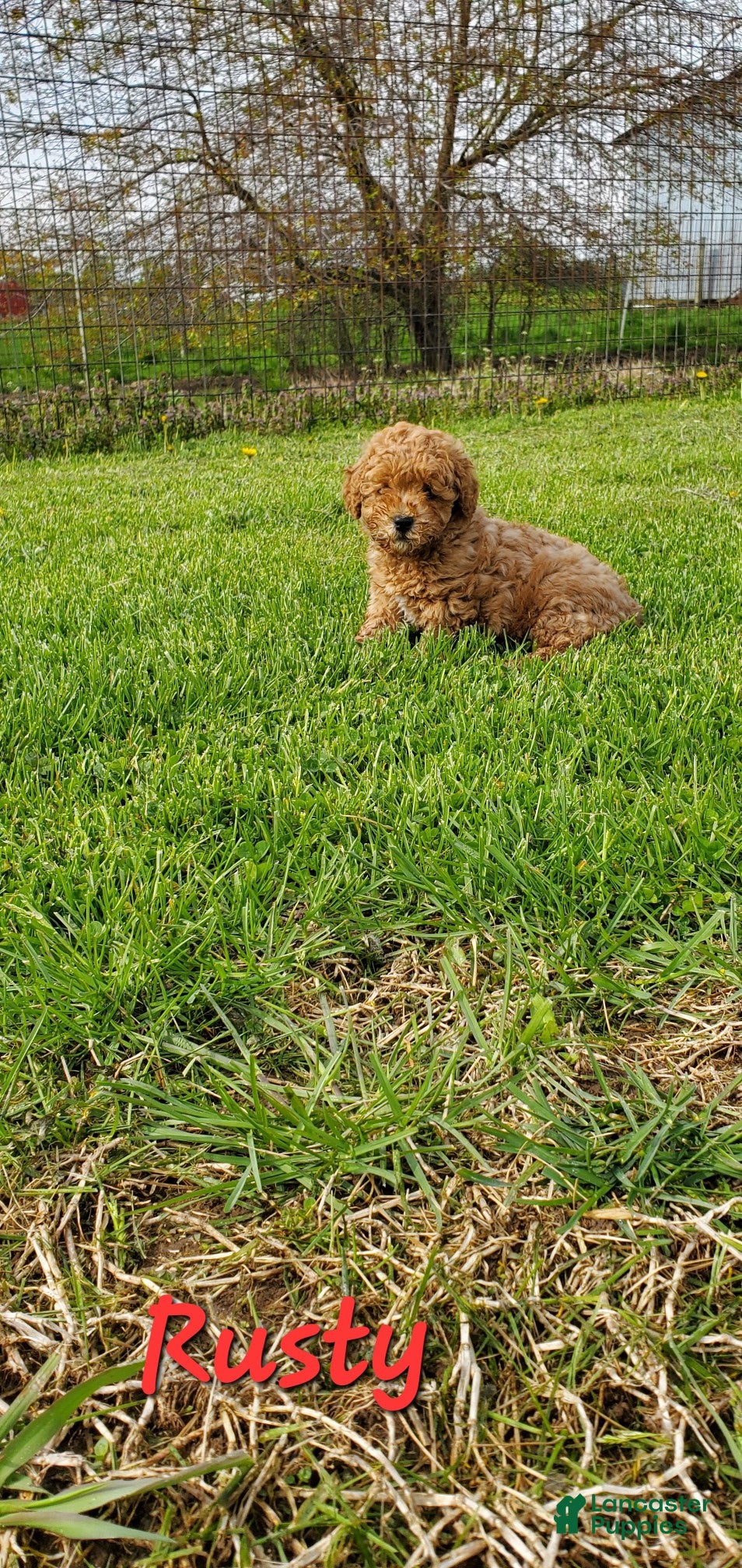 Toy Poodle dogs Rusty - Ad 1