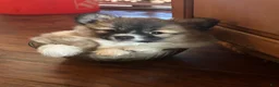 Mixed Breed dogs for sale: Ziggy - Ad 1