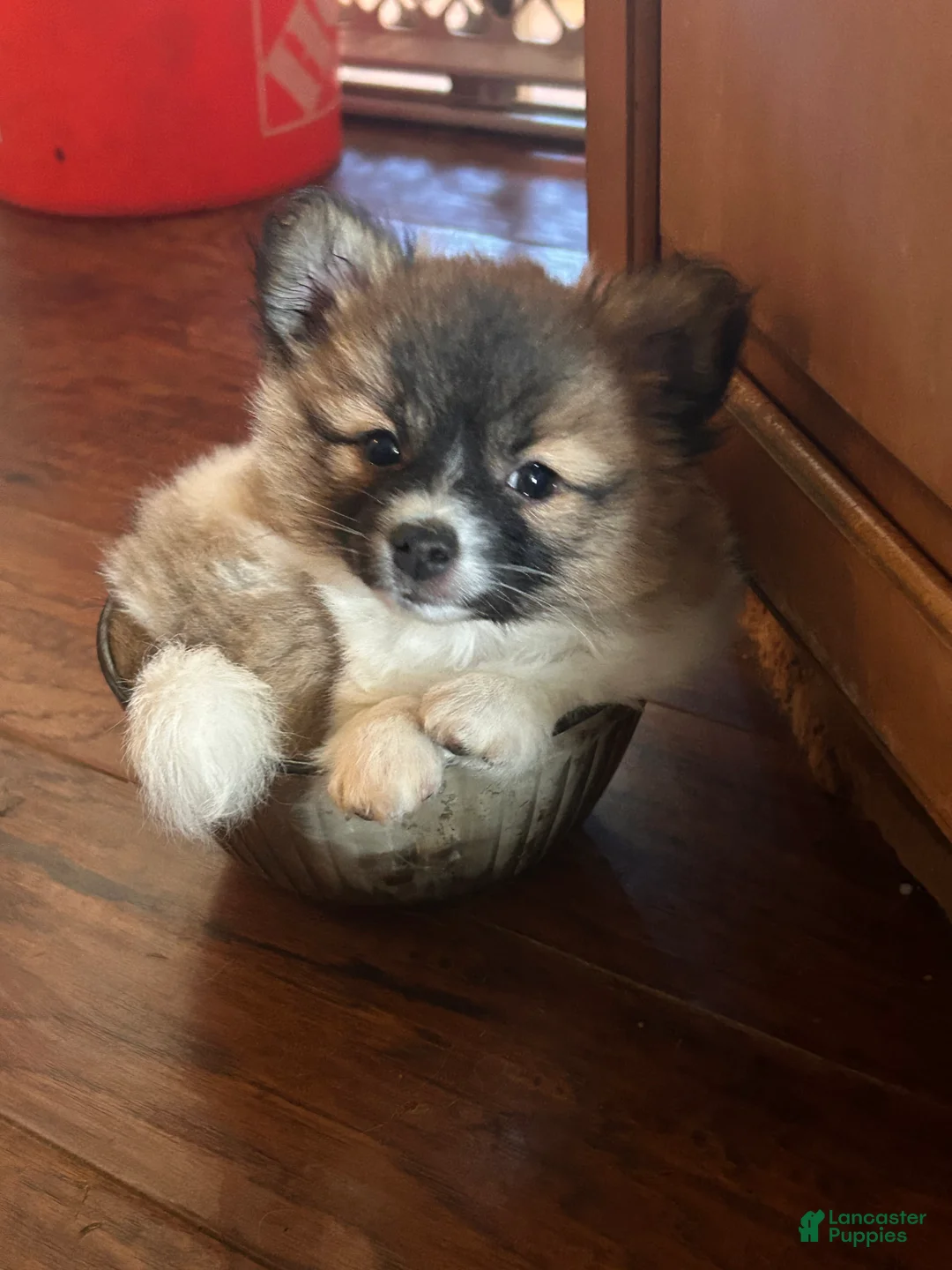 Mixed Breed dogs for sale: Ziggy - Ad 1