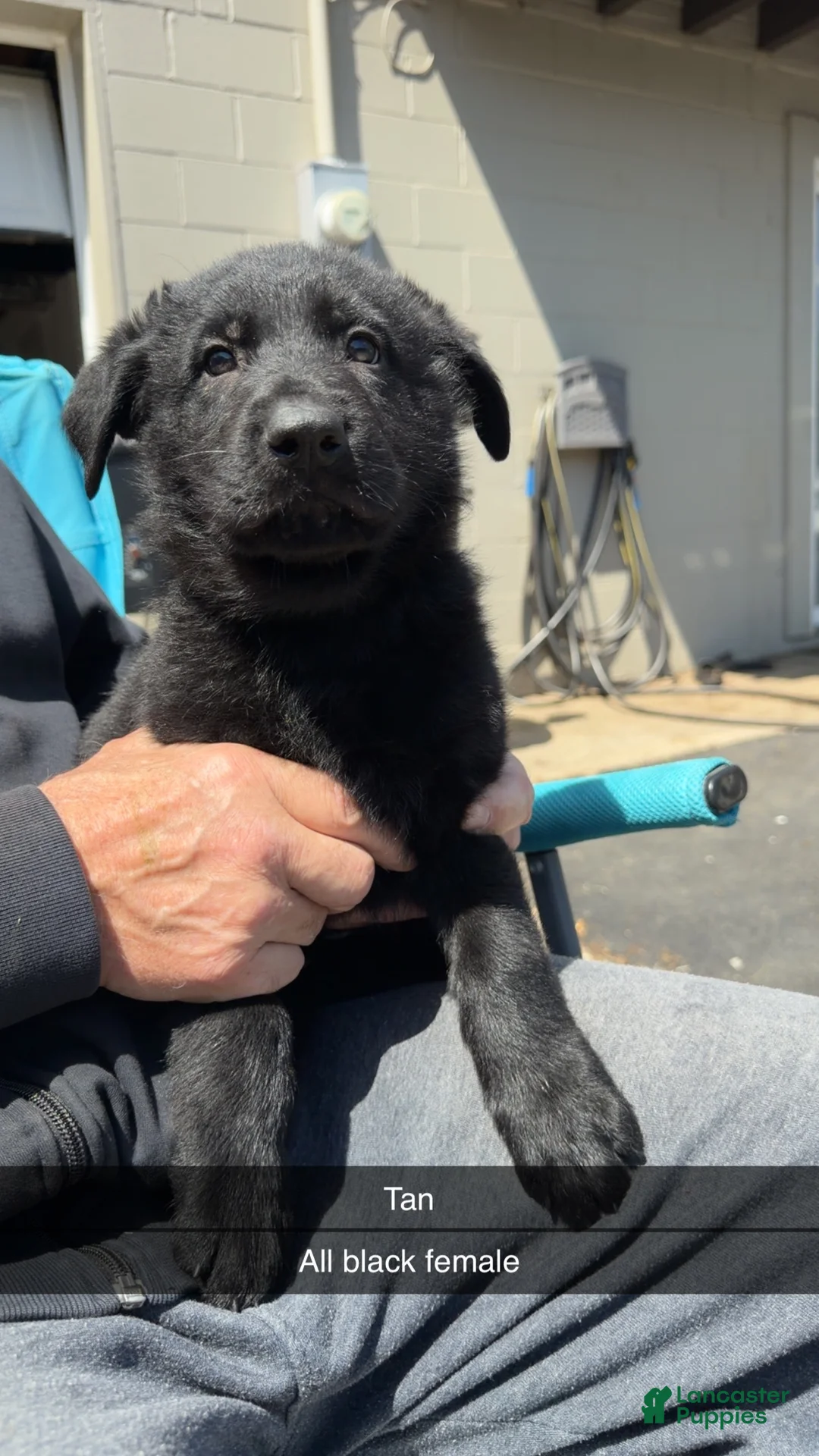 German Shepherd dogs for sale: German Shepherd Puppy 1 - Ad 1