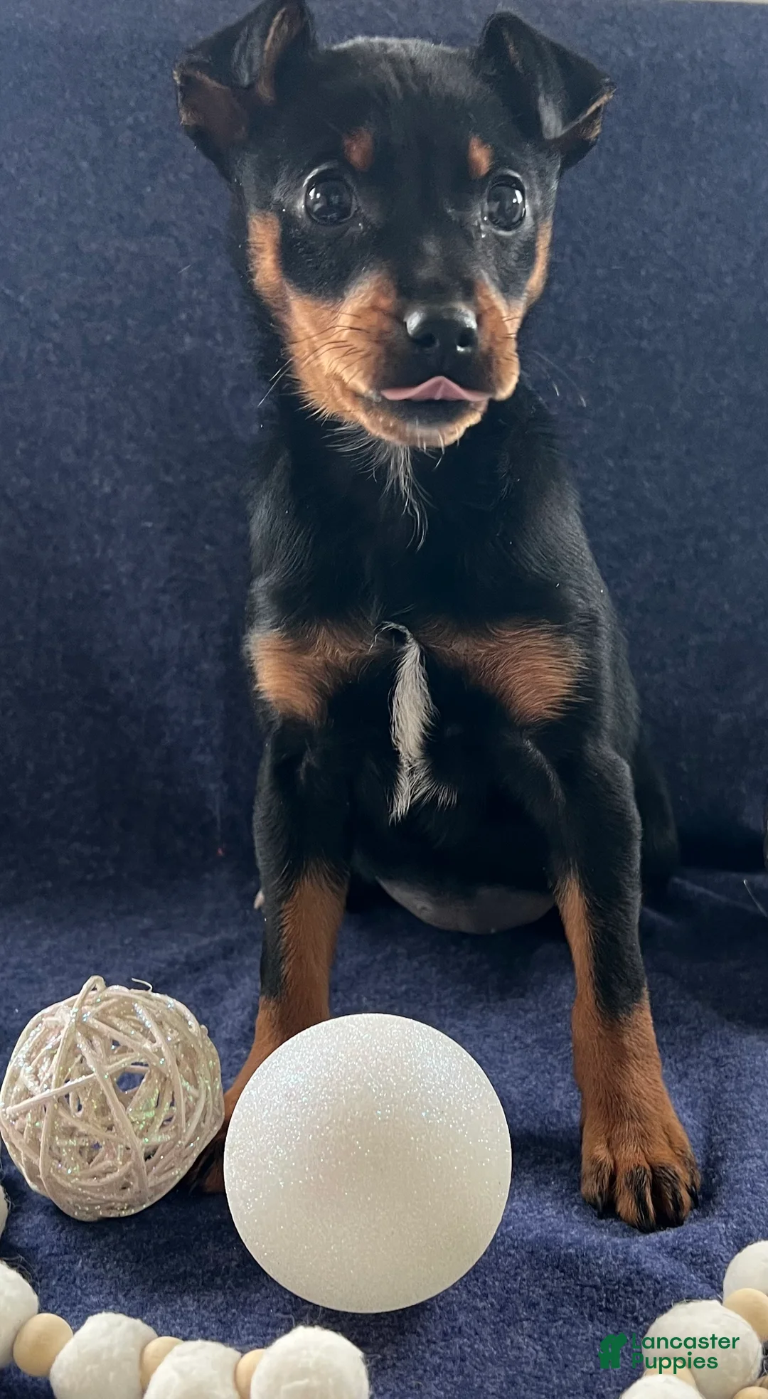 Miniature Pinscher dogs for sale: Megan - Ad 6