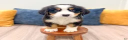 Bernese Mountain Dog dogs for sale: Wally - Ad 3