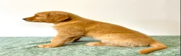 Golden Retriever dogs for sale: Rusty - Ad 6
