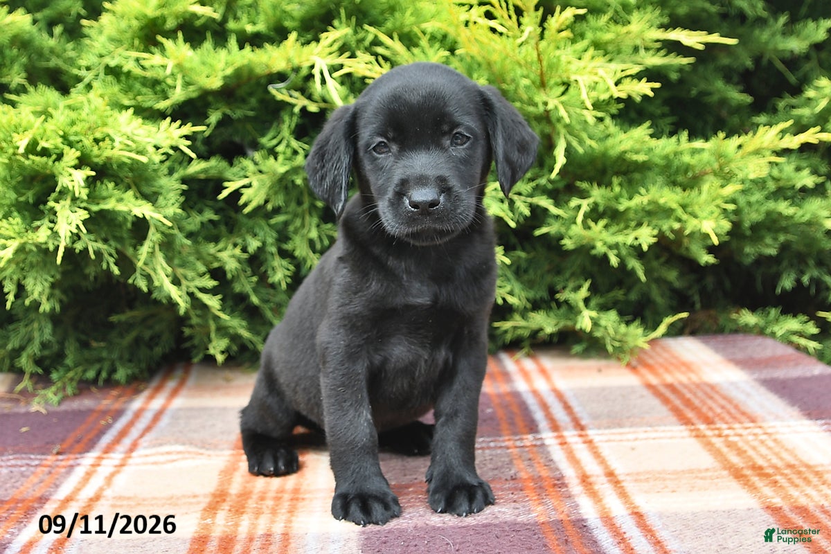 Labrador Retriever dogs Kelsey - Ad 1