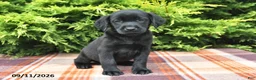 Labrador Retriever dogs for sale: Kelsey - Ad 5