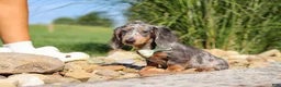 Dachshund dogs for sale: Bryce - Ad 9